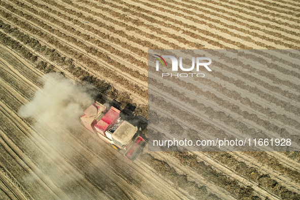 A large peanut harvester harvests dried peanuts at the Yellow River beach in Yongji, China, on October 13, 2024. 