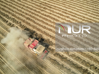 A large peanut harvester harvests dried peanuts at the Yellow River beach in Yongji, China, on October 13, 2024. (