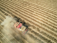 A large peanut harvester harvests dried peanuts at the Yellow River beach in Yongji, China, on October 13, 2024. (