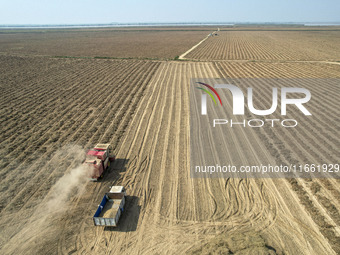 A large peanut harvester harvests dried peanuts at the Yellow River beach in Yongji, China, on October 13, 2024. (