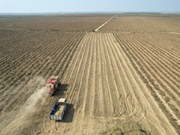 A large peanut harvester harvests dried peanuts at the Yellow River beach in Yongji, China, on October 13, 2024. (