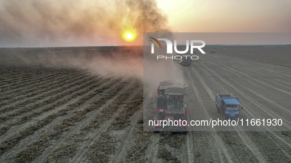 A large peanut harvester harvests dried peanuts at the Yellow River beach in Yongji, China, on October 13, 2024. 