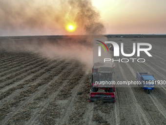 A large peanut harvester harvests dried peanuts at the Yellow River beach in Yongji, China, on October 13, 2024. (