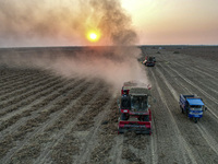 A large peanut harvester harvests dried peanuts at the Yellow River beach in Yongji, China, on October 13, 2024. (