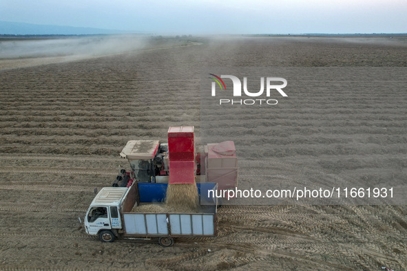 A large peanut picker dumps harvested peanuts into a truck at the Yellow River beach in Yongji, China, on October 13, 2024. 