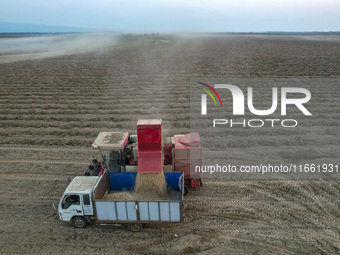 A large peanut picker dumps harvested peanuts into a truck at the Yellow River beach in Yongji, China, on October 13, 2024. (