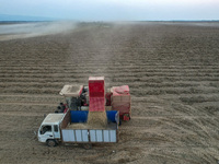 A large peanut picker dumps harvested peanuts into a truck at the Yellow River beach in Yongji, China, on October 13, 2024. (