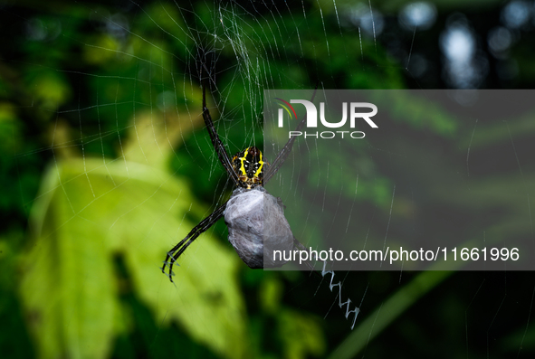 A Signature Spider (Argiope anasuja), a species of orb-weaver spider from the family Araneidae, is seen at Tehatta, West Bengal, India, on O...