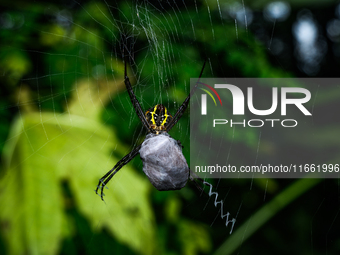 A Signature Spider (Argiope anasuja), a species of orb-weaver spider from the family Araneidae, is seen at Tehatta, West Bengal, India, on O...