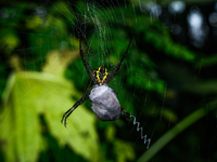 A Signature Spider (Argiope anasuja), a species of orb-weaver spider from the family Araneidae, is seen at Tehatta, West Bengal, India, on O...