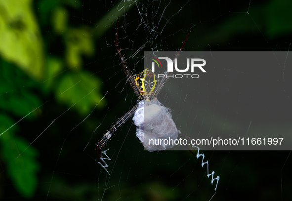 A Signature Spider (Argiope anasuja), a species of orb-weaver spider from the family Araneidae, is seen at Tehatta, West Bengal, India, on O...