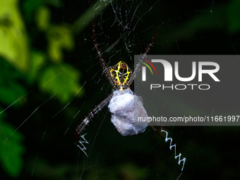 A Signature Spider (Argiope anasuja), a species of orb-weaver spider from the family Araneidae, is seen at Tehatta, West Bengal, India, on O...