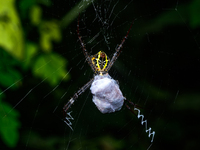 A Signature Spider (Argiope anasuja), a species of orb-weaver spider from the family Araneidae, is seen at Tehatta, West Bengal, India, on O...