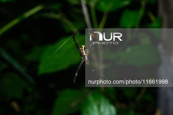 A Signature Spider (Argiope anasuja), a species of orb-weaver spider from the family Araneidae, is seen at Tehatta, West Bengal, India, on O...