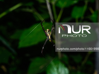 A Signature Spider (Argiope anasuja), a species of orb-weaver spider from the family Araneidae, is seen at Tehatta, West Bengal, India, on O...