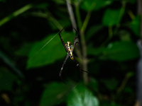 A Signature Spider (Argiope anasuja), a species of orb-weaver spider from the family Araneidae, is seen at Tehatta, West Bengal, India, on O...