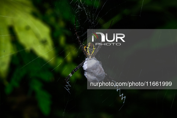 A Signature Spider (Argiope anasuja), a species of orb-weaver spider from the family Araneidae, is seen at Tehatta, West Bengal, India, on O...