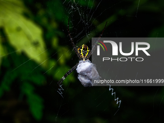 A Signature Spider (Argiope anasuja), a species of orb-weaver spider from the family Araneidae, is seen at Tehatta, West Bengal, India, on O...