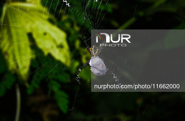 A Signature Spider (Argiope anasuja), a species of orb-weaver spider from the family Araneidae, is seen at Tehatta, West Bengal, India, on O...