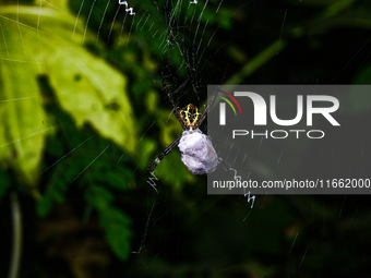 A Signature Spider (Argiope anasuja), a species of orb-weaver spider from the family Araneidae, is seen at Tehatta, West Bengal, India, on O...