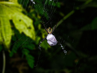 A Signature Spider (Argiope anasuja), a species of orb-weaver spider from the family Araneidae, is seen at Tehatta, West Bengal, India, on O...