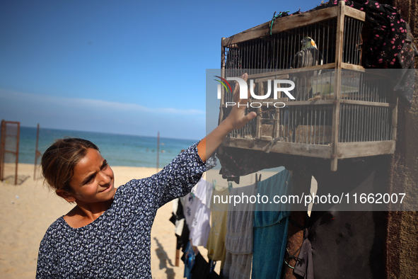 A displaced Palestinian girl plays with a bird outside her displaced family's tent at a makeshift camp on the beach of Deir al-Balah, centra...