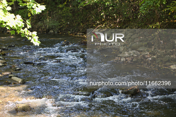 The East Don River flows through a forest on an unseasonably warm autumn day in Markham, Ontario, Canada, on October 12, 2024. 