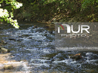 The East Don River flows through a forest on an unseasonably warm autumn day in Markham, Ontario, Canada, on October 12, 2024. (