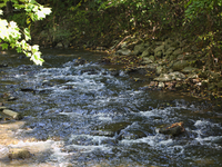 The East Don River flows through a forest on an unseasonably warm autumn day in Markham, Ontario, Canada, on October 12, 2024. (