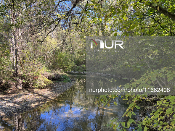 The East Don River flows through a forest on an unseasonably warm autumn day in Markham, Ontario, Canada, on October 12, 2024. 