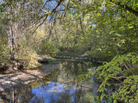 The East Don River flows through a forest on an unseasonably warm autumn day in Markham, Ontario, Canada, on October 12, 2024. (