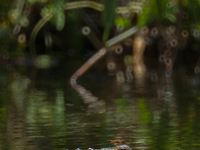 American alligators measure 3.4 to 4.6 meters (11.2 to 15.1 feet) in length and can weigh up to 500 kilograms (1,100 pounds). American allig...