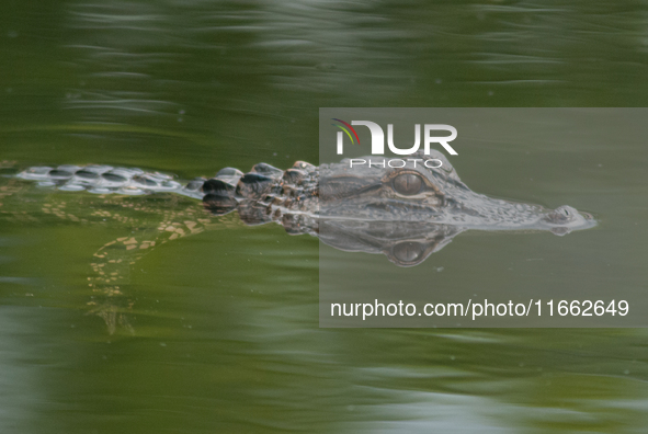 American alligators measure 3.4 to 4.6 meters (11.2 to 15.1 feet) in length and can weigh up to 500 kilograms (1,100 pounds). American allig...