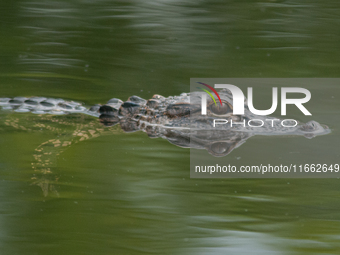 American alligators measure 3.4 to 4.6 meters (11.2 to 15.1 feet) in length and can weigh up to 500 kilograms (1,100 pounds). American allig...