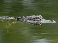 American alligators measure 3.4 to 4.6 meters (11.2 to 15.1 feet) in length and can weigh up to 500 kilograms (1,100 pounds). American allig...