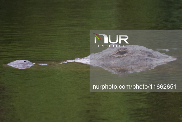 American alligators measure 3.4 to 4.6 meters (11.2 to 15.1 feet) in length and can weigh up to 500 kilograms (1,100 pounds). American allig...