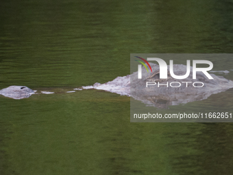 American alligators measure 3.4 to 4.6 meters (11.2 to 15.1 feet) in length and can weigh up to 500 kilograms (1,100 pounds). American allig...