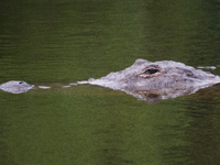 American alligators measure 3.4 to 4.6 meters (11.2 to 15.1 feet) in length and can weigh up to 500 kilograms (1,100 pounds). American allig...