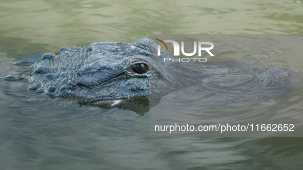 American alligators measure 3.4 to 4.6 meters (11.2 to 15.1 feet) in length and can weigh up to 500 kilograms (1,100 pounds). American allig...