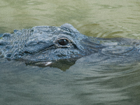 American alligators measure 3.4 to 4.6 meters (11.2 to 15.1 feet) in length and can weigh up to 500 kilograms (1,100 pounds). American allig...