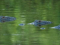 American alligators measure 3.4 to 4.6 meters (11.2 to 15.1 feet) in length and can weigh up to 500 kilograms (1,100 pounds). American allig...