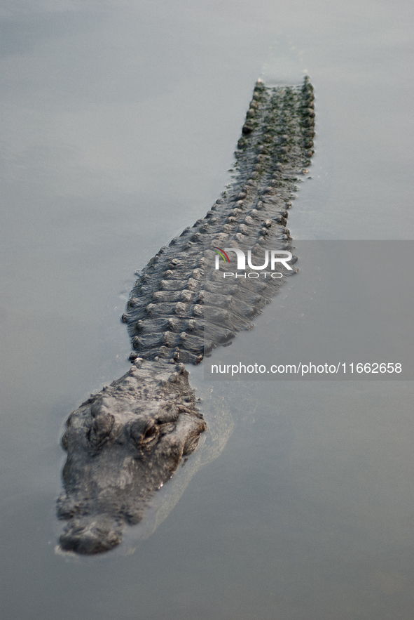 American alligators measure 3.4 to 4.6 meters (11.2 to 15.1 feet) in length and can weigh up to 500 kilograms (1,100 pounds). American allig...