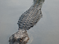 American alligators measure 3.4 to 4.6 meters (11.2 to 15.1 feet) in length and can weigh up to 500 kilograms (1,100 pounds). American allig...