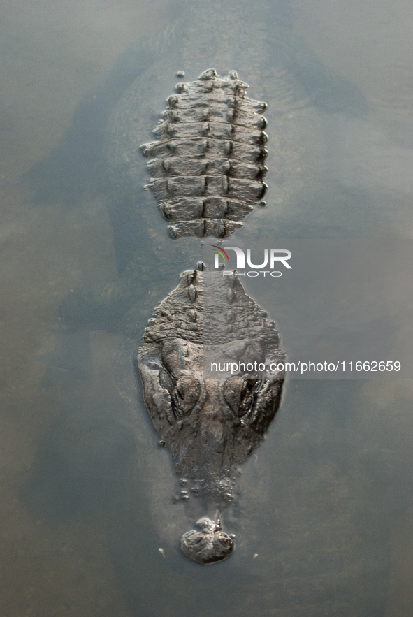 American alligators measure 3.4 to 4.6 meters (11.2 to 15.1 feet) in length and can weigh up to 500 kilograms (1,100 pounds). American allig...