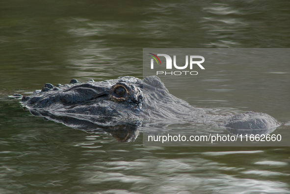 American alligators measure 3.4 to 4.6 meters (11.2 to 15.1 feet) in length and can weigh up to 500 kilograms (1,100 pounds). American allig...