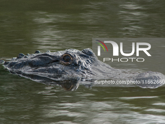 American alligators measure 3.4 to 4.6 meters (11.2 to 15.1 feet) in length and can weigh up to 500 kilograms (1,100 pounds). American allig...