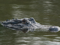 American alligators measure 3.4 to 4.6 meters (11.2 to 15.1 feet) in length and can weigh up to 500 kilograms (1,100 pounds). American allig...