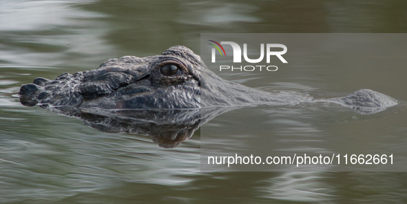 American alligators measure 3.4 to 4.6 meters (11.2 to 15.1 feet) in length and can weigh up to 500 kilograms (1,100 pounds). American allig...