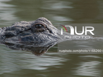 American alligators measure 3.4 to 4.6 meters (11.2 to 15.1 feet) in length and can weigh up to 500 kilograms (1,100 pounds). American allig...