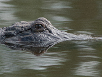 American alligators measure 3.4 to 4.6 meters (11.2 to 15.1 feet) in length and can weigh up to 500 kilograms (1,100 pounds). American allig...